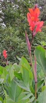 Dosna indická - Canna indica