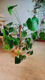 4roční monstera