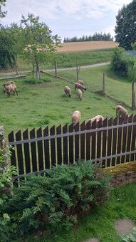Ovce Suffolk - 1