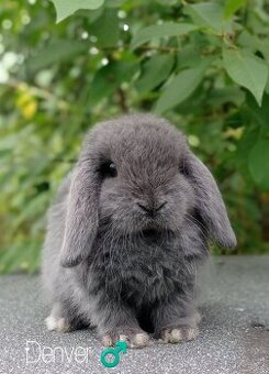 Zakrslý králíček Mini lop