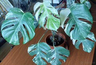 Monstera albo variegata