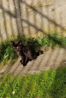 Daruji koťátka - 1