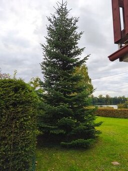 Jedle kavkazská