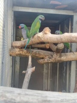 Burza Přerov 9.11 Alexandr čínský