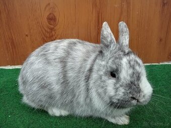 Zakrslý rhönský sameček