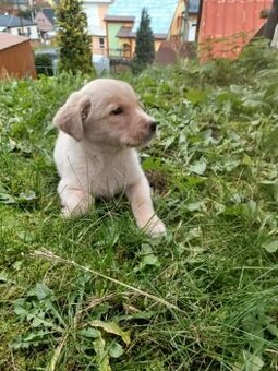 Štěňata Labradorsky retrievr