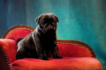 Mops - štěňata s PP