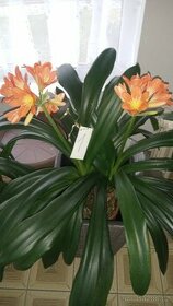 Klivie - Clivie, agáve - 1