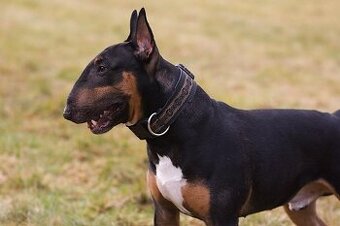 Sháním anglického bulteriéra