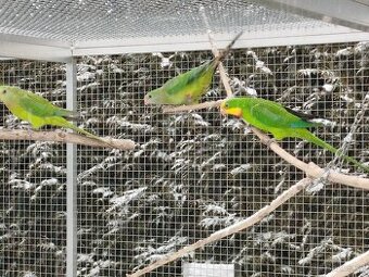 Prodám chovný pár Papouška nádherného