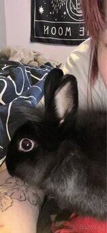 Králíček k adopci