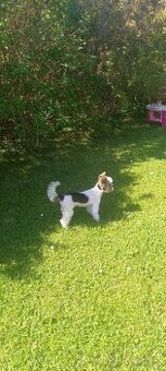 Biewer terier krití