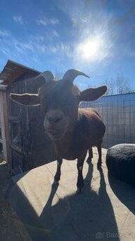 Prodám zakrslé kozy