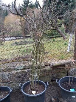 ČERNÝ JEŘÁB ( ARONIE ) V BIO 180 cm