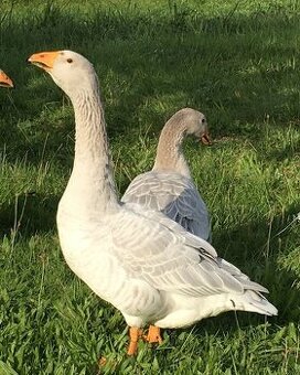 Houser Štajnbašský modrý.