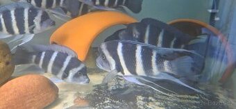 Cyphotilapia Blue Zaire Moba