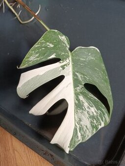 Monstera deliciosa variegata
