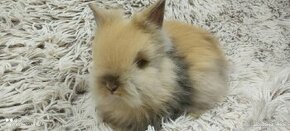 Zakrslý králík, králíček-(TEDDY)-DUFFY
