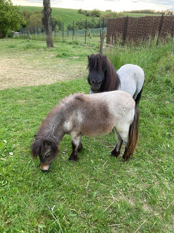 Shetland pony