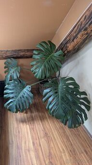 Monstera - 1