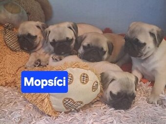 Mops