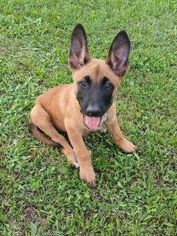 Belgický ovčák Malinois štěňata