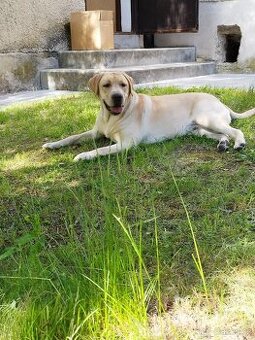 Labrafor prodej
