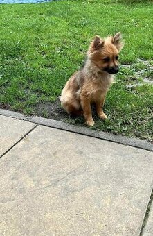 Německý špic/pomeranian