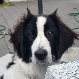 Landseer s PP