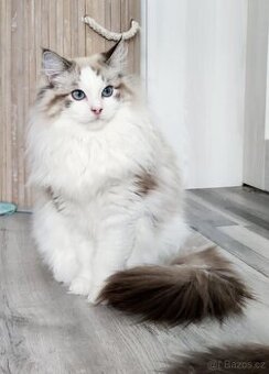 Ragdoll s pp