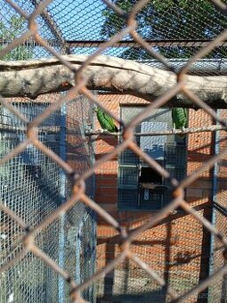 Prodám amazoňany oranžovokřídlé