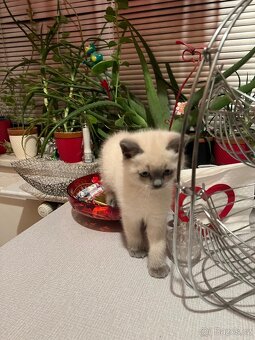 Britská krátkosrstá koťátka – colorpoint