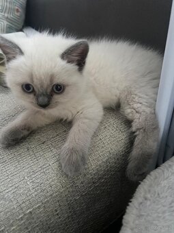 Britská krátkosrstá koťata / koťátka – colorpoint