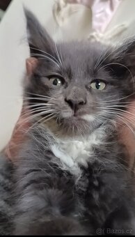 Koťata mainská mívalý