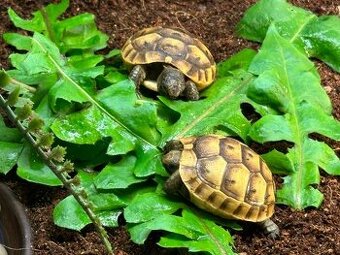 Suchozemská želva - Testudo hermanni