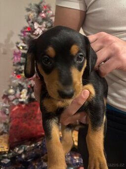 Jezevčík x Jorkšírský teriér