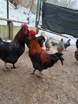 Kohouti Maransky - 1