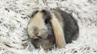 Zakrslý beránek, králíček, králík, králíček -LUCY