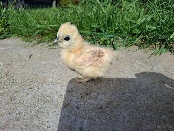 Hedvábnička velká vousatá