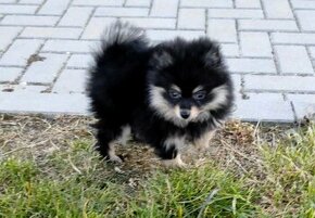 Pomeranian mini