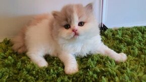Britská dlouhosrstá kočička DOROTKA s PP - odběr prázdniny