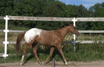 Appaloosa