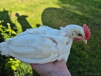 Kohoutci leghorn, vlaška, marans, cream legbar