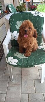 Cavapoo