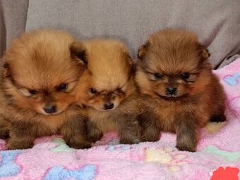 Pomeranian boo