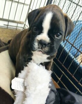 Německý boxer - 1