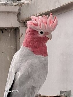 Kakadu růžový