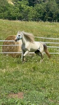 Hřebec Welsh mountain pony