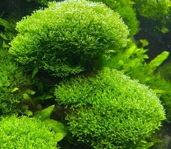 Riccia Fluitans