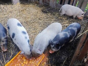Selátka Kune Kune 35-40kg 2500